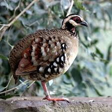 Pin On Galliformes Phasianidae Rollulinae