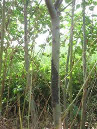 Speeding and starting too quickly from a light is a waste of. Short Rotation Coppice Of Willows For The Production Of Biomass In Eastern Canada Intechopen