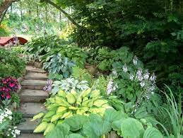 Private Garden Sweden Shade Garden Plants Hosta Gardens