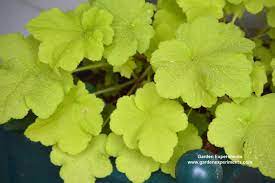Part shade is defined by horticulturists as a location that offers 2 to 4 hours of direct sunlight each day. 10 Best Plants For Colorful Shade Gardens