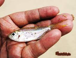 Fische können an frühlingsmorgen nicht viel essen, weil noch keine insekten herauskommen, das beste ist es also ihre fütterungszeit bei der abenddämmerung zu nutzen. Forellenangeln Von A Bis Z 69 Tipps Wie Du Erfolgreich Forellen Fangst
