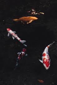 This list of design ideas covers several koi pond variations. Koi Carp Pictures Download Free Images On Unsplash