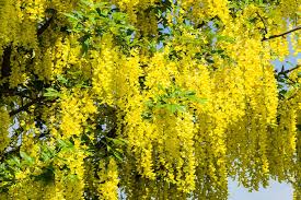 In nome dei fiori grappoli di fiori bianchi di robinia. Il Maggiociondolo Ed I Suoi Splendidi Fiori Gialli Ma Attenzione E Una Pianta Molto Velenosa Laboratorio Valsusa