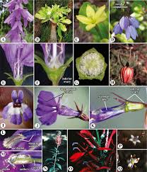 Campanulaceae An Overview Sciencedirect Topics
