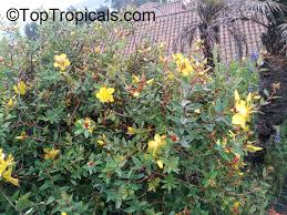 Image result for Hypericum roeperianum