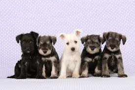 This breed is both brave and fun, making them excellent companions. Miniature Schnauzer Puppies 6 Weeks Old Photographic Print Art Com