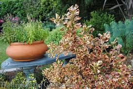 Image result for Coprosma