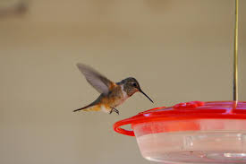 What kind of hummingbird is this? Paton center for Hummingbirds Arizona  November 2024