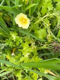 Image result for Momordica balsamina