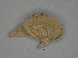 Image result for Commelina subulata