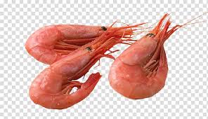 Norway Norwegian Sea Shrimp Fish Seafood Wide Transparent Background Png Clipart Hiclipart Shrimp cartoon png is about is about fish, prawn, food, shrimp, steaming.