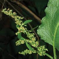 Image result for Rumex lanceolatus