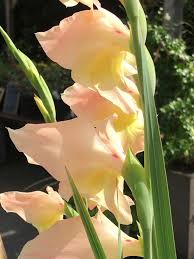 Image result for Gladiolus dalenii