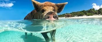 The country is made up of about 2,000 islands if you include the cays, which are small islands that are formed on coral reefs. Caribbean Airlines Book Flights Cheap Tickets Low Fares