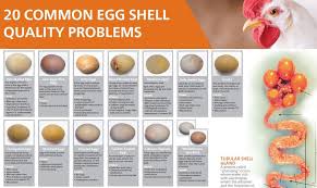 20 common egg shell quality problems and causes