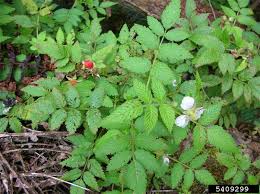 Image result for Rubus steudneri