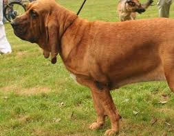 Bloodhound Ozellikleri In 2020 Pets Bloodhound Dogs Animals