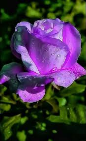 Collection Violette Bijoux En Pierre Semi Precieuse Visitez La Boutique De Bijoux En Pierre Naturelle Https Z Fleurs Mauves Belles Fleurs Image De Rose