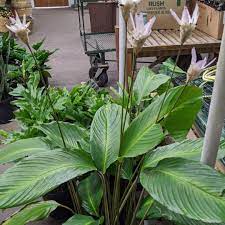 Knollwood Garden Center On Instagram Amazing Calathea Barb Got In Knollwoodgardencenter Beavercreek Dayton Xenia Gemcity Garden Center Calathea Garden