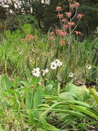 Image result for Melinis ambigua