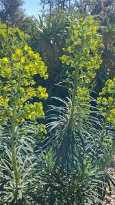 Image result for Barleria saxatilis