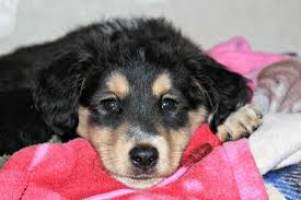 Hello i need help my puppy is 2 months old an is fast breathing for about 130 breaths per minute and i count it in a full minute, she has excessive mucus on nose that has dried up. Why Is My Puppy Breathing Fast