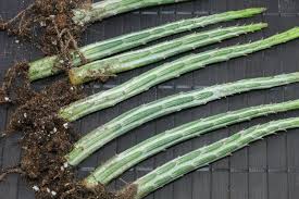 Image result for Kleinia