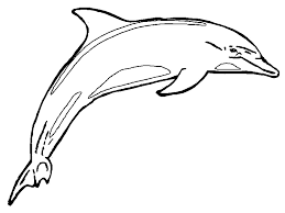 Coloring is a great activity for kids. Free Printable Dolphin Coloring Pages For Kids