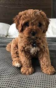 What Are The Needed Requirements To Buy Teacup Cavapoo Puppy Online Cavapoo Puppies Cute Baby Dogs Puppies
