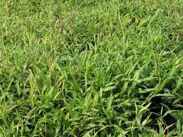 Image result for Ischaemum