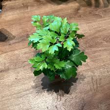 Image result for Cissus alata