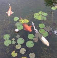 When trying to match your backyard to your home design, there's no shortage of thought . The Best Pond Plants For Koi Carp Top 7 Species Pond Informer