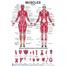 Anatomy posters and anatomy charts. Female Male Muscle Anatomical Chart