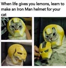Why Make Lemonade If You Create A New Avenger Funny Animal Memes Animal Memes Funny Animal Pictures