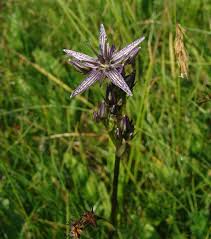 Image result for Swertia welwitschii