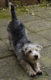 Black And Tan Jack Russell Puppies For Sale In Yorkshire A Black With Tan And White Jack Tzu Is Stretching Its Front Legs With Its Back End Up In The Air On A Sidewalk Scruffy Dogs Hybrid Dogs Cute Dogs And
