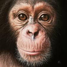 Hi, I thought I'd share my latest chimpanzee painting 'Gloria' with you,  supporting Liberia Chimp Rescue & Protection. I hope you like it😊