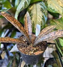 Image result for Canscora kirkii