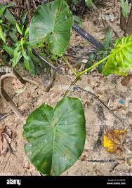 Image result for Montrichardia linifera