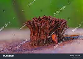 Image result for Stemonitis splendens
