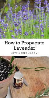 How To Propagate Lavender Video How To Propagate Lavender Plants Propagating Plants