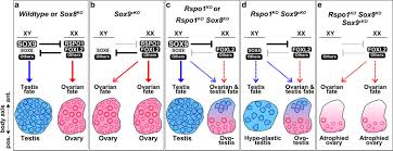 The mutation the investigators found causes the stem cells in males to switch their sexual identities and start making support cells that belong in the ovary. Sox8 And Sox9 Act Redundantly For Ovarian To Testicular Fate Reprogramming In The Absence Of R Spondin1 In Mouse Sex Reversals Elife