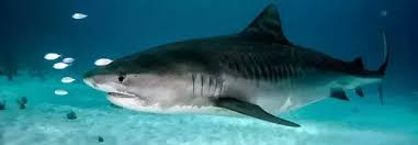 can sharks really not stop swimming
