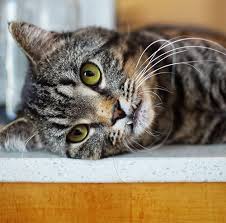 Read about 10 cats who made history at howstuffworks. Meet The Adorable Cat With An Underbite And Scoliosis Who Makes His Mom Smile With His Antics Meow As Fluff
