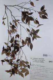 Image result for Syzygium owariense