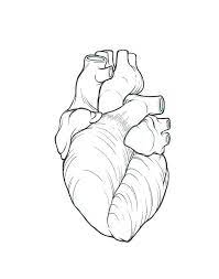 Black And White Realistic Drawing Of Heart Google Search Real Heart Tattoos Heart Drawing Anatomical Heart Drawing