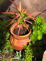 Image result for Aloe decurva