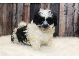 Because of the softness of the coat and their cuddly natures, shichon are often nicknamed teddy bears. with their calm and friendly personalities, it's no wonder that the snuggly nickname has stuck. Teddy Bear Dog Male White Black 2357374 Petland Racine Wi