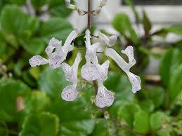 Image result for Plectranthus alboviolaceus