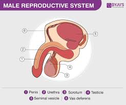 In what ways are the male and female. Human Reproductive System Male And Female Reproductive Organs